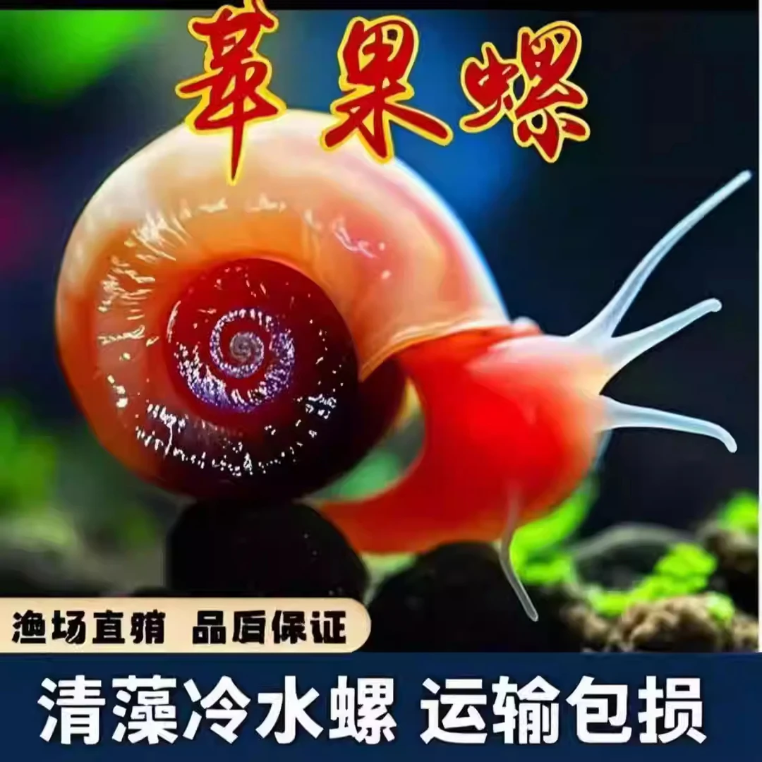 全红苹果螺观赏螺大号除藻螺黄金螺狗头鱼观赏龟活体饲料清洁包邮