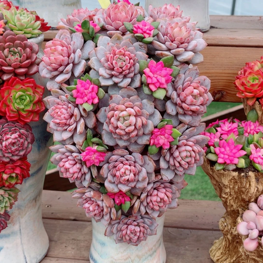 玉芙蓉多肉植物组合