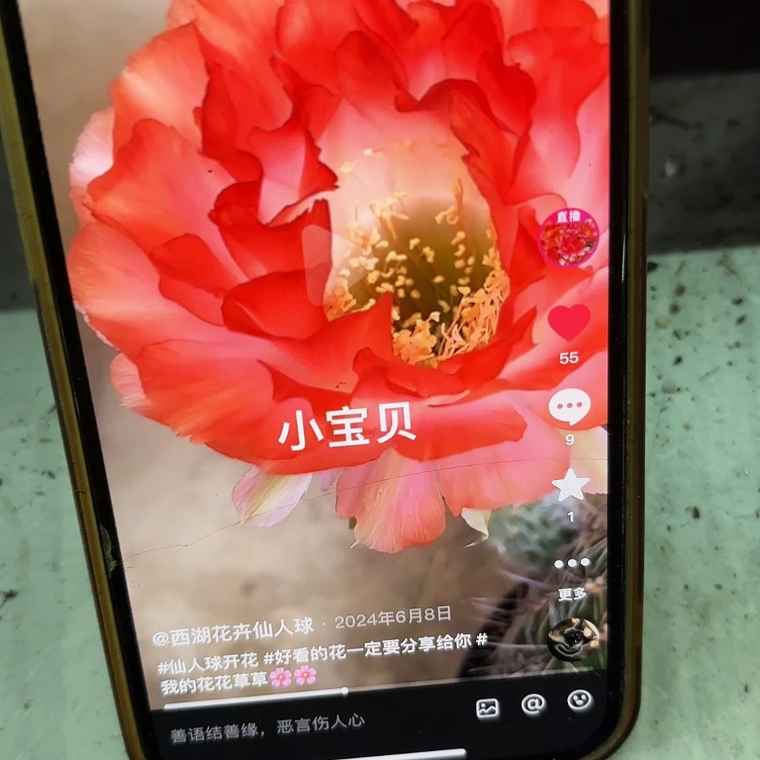 小宝贝彩侧牙20包邮仙人球5