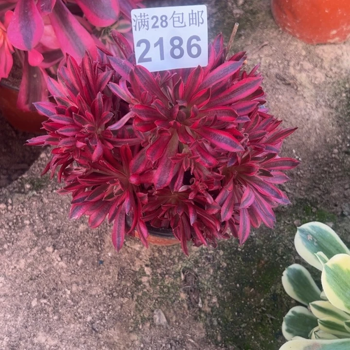 惠****行2186南凤白锦多肉植物