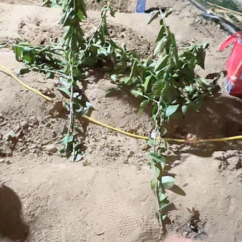 012号两个无根分枝