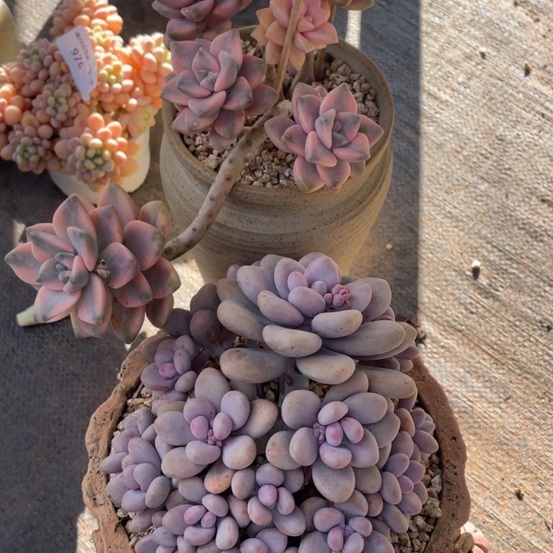 323.911美杏锦，桃蛋两颗