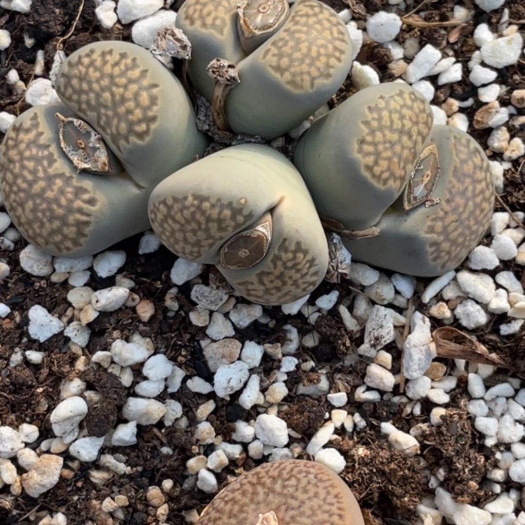 非偏远满20包邮029