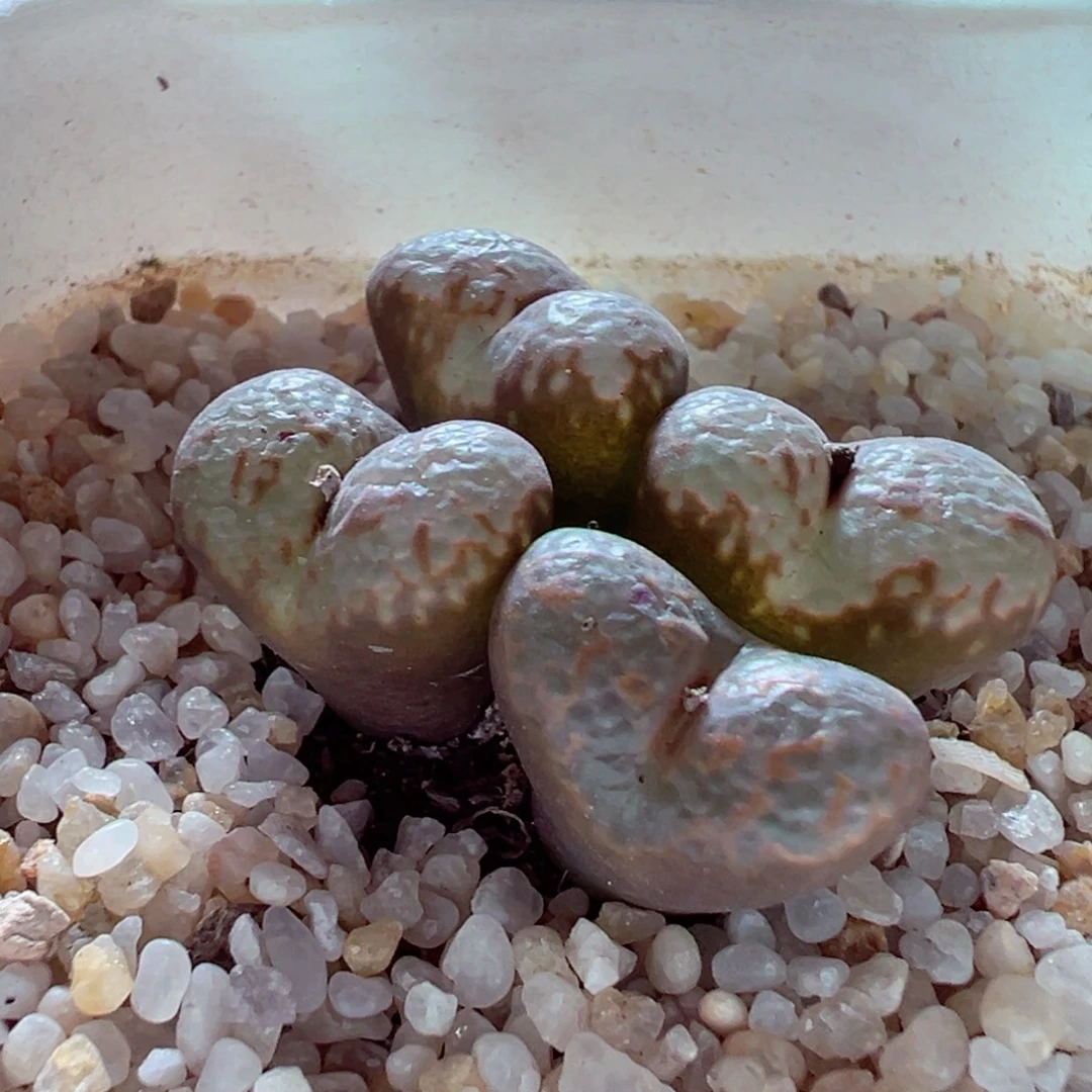 1217-509多肉多肉536勋章