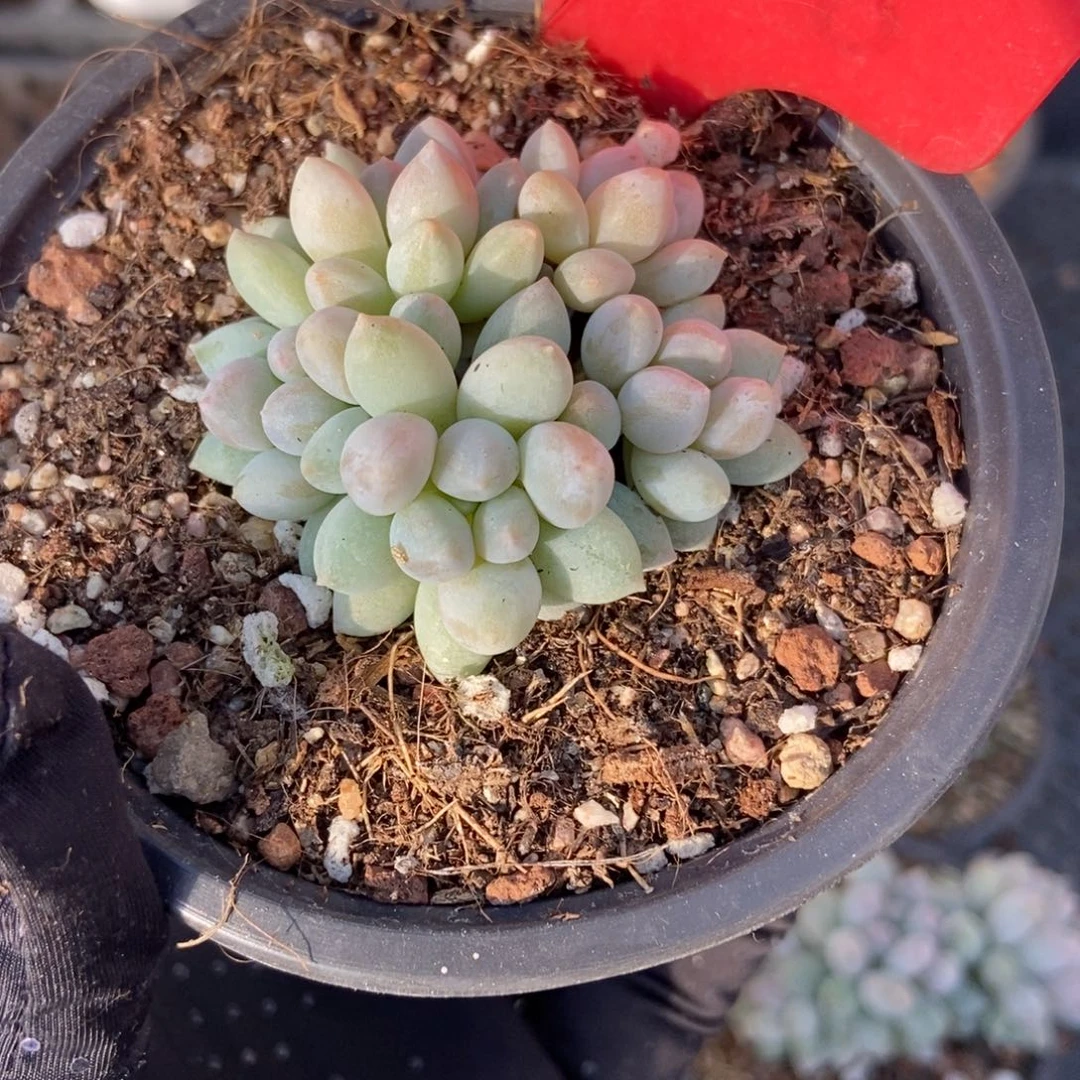 1728幻灵手指多肉