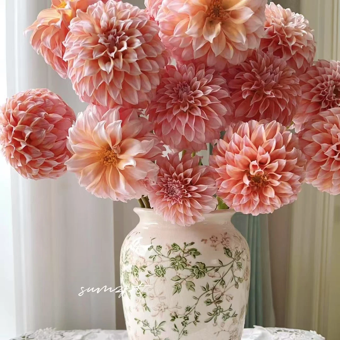 【思芹花卉|罗森戴尔大丽花】云南鲜花基地直发，顺丰快递包邮