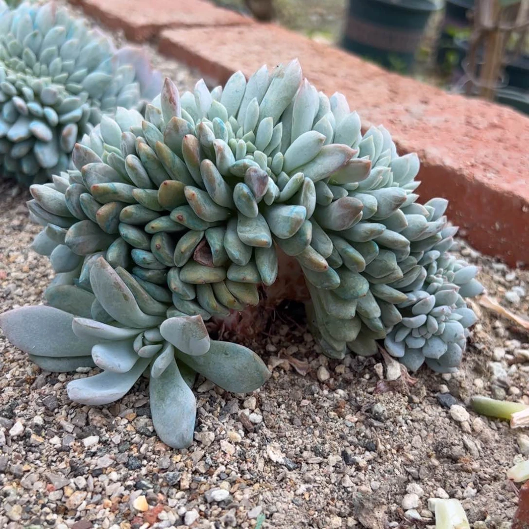 18号实价：158喜欢扣主播改价！