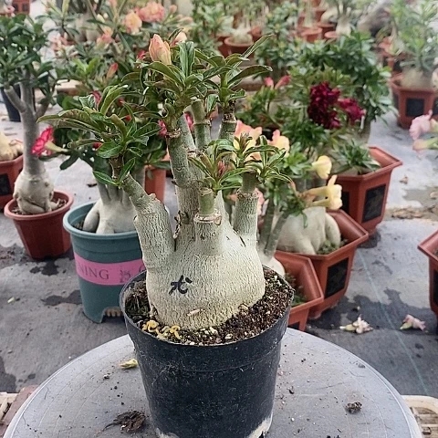 【闪购商品】无花朵依*绿植