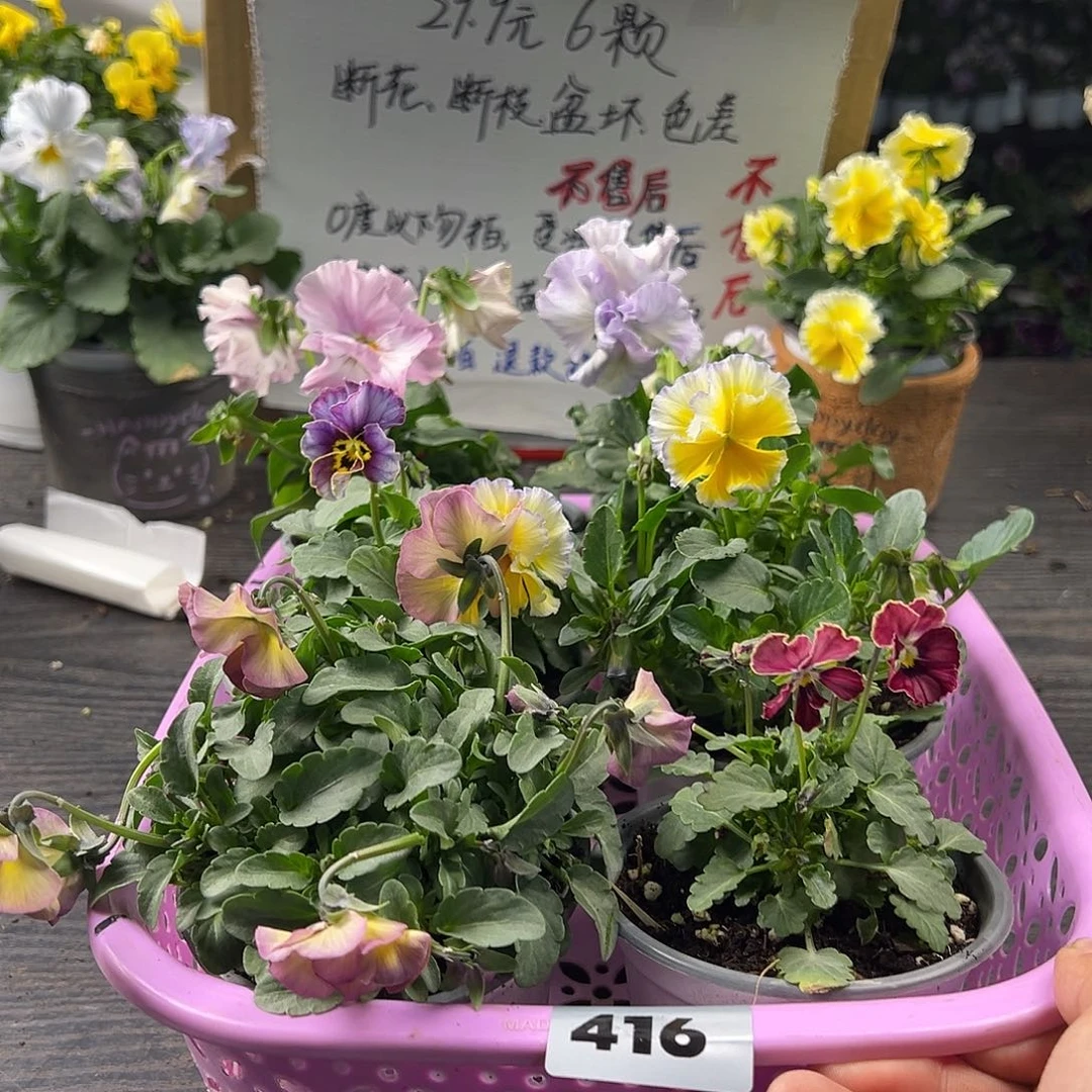 大部分花苞少量开放416号