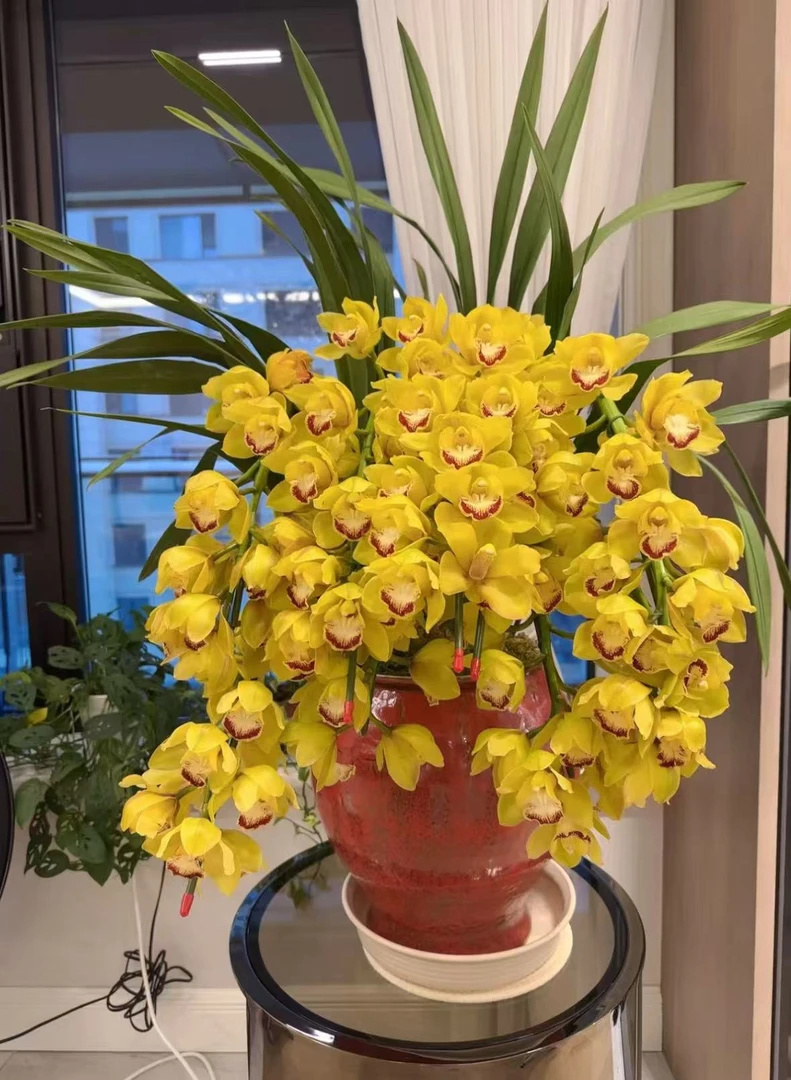 老黑家的蕙兰 【黄金岁月/拱兰】大花惠兰 年宵花 春节盆栽秋冬季