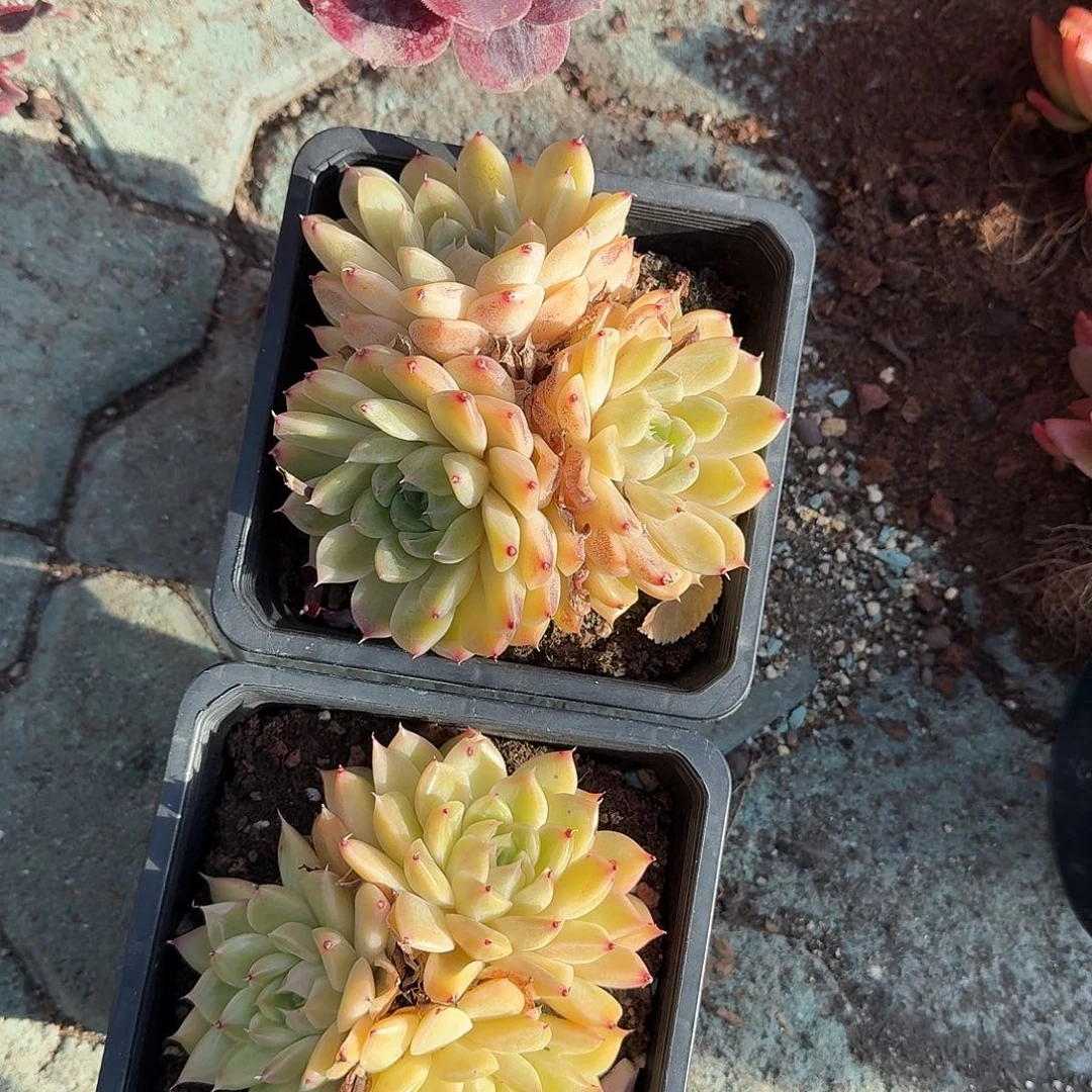 喵***%砖石珍妮多肉植物