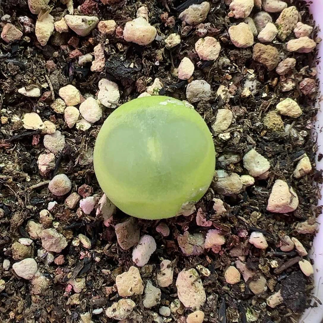 652拉登带盆土发货