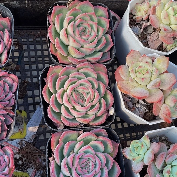 单头大侧影带盆土发