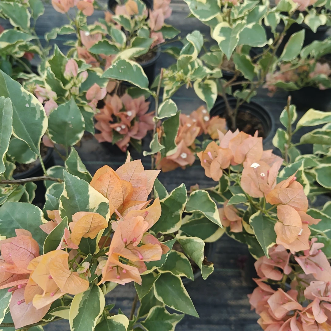 【马斯】·三角梅基地直发