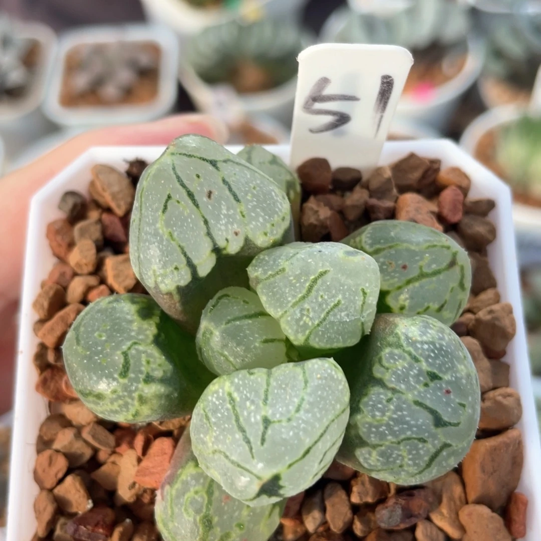 51月光宝盒。