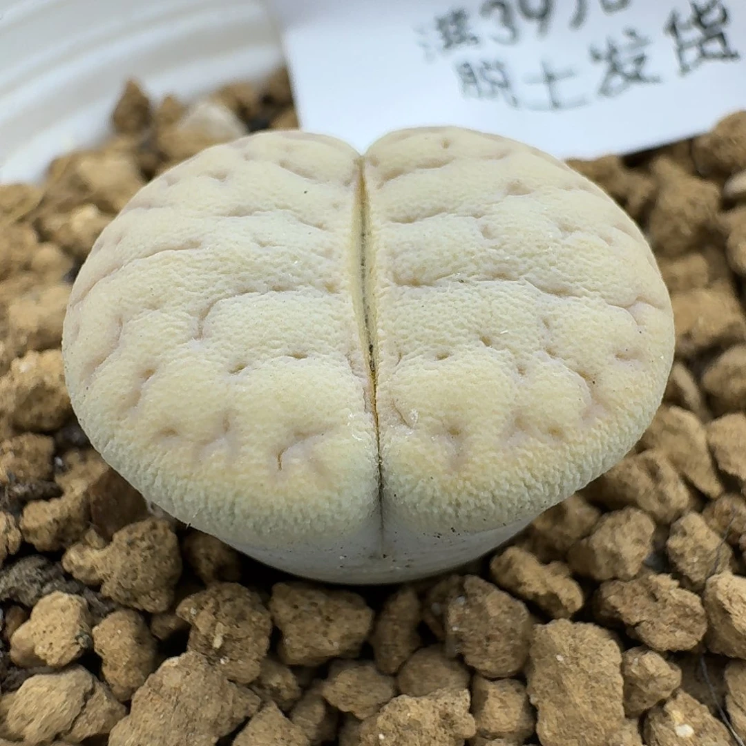 522多肉哈哈哈哈哈哈