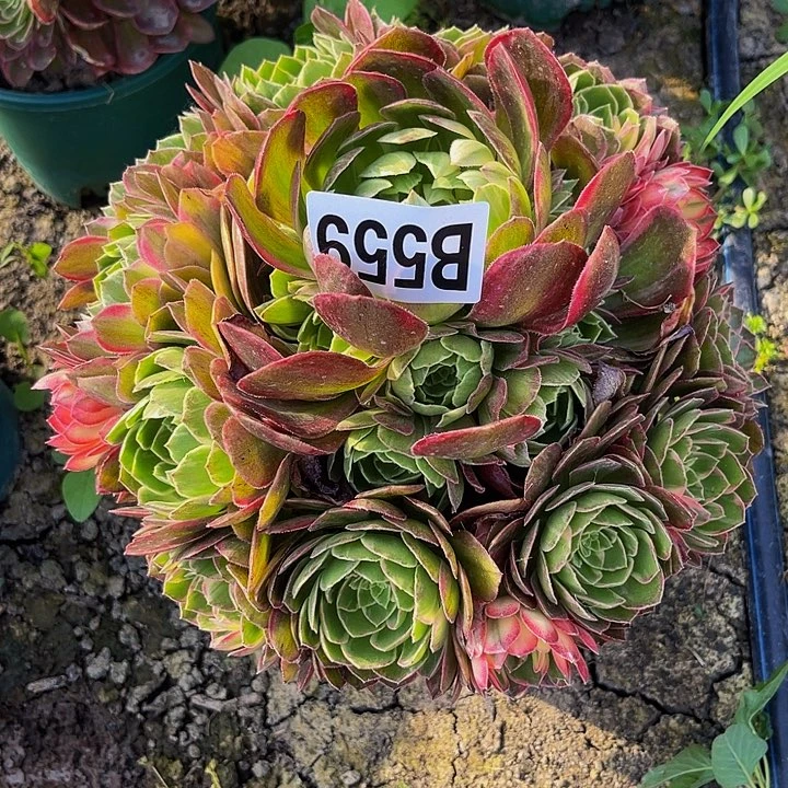 万花筒法师32/-18包邮