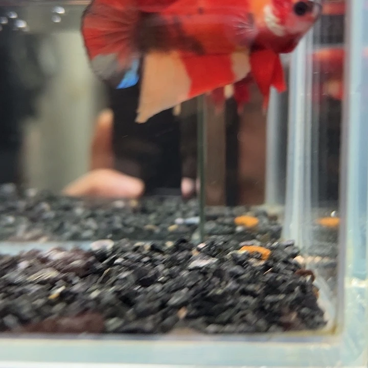 斗鱼跑单拉黑4日70