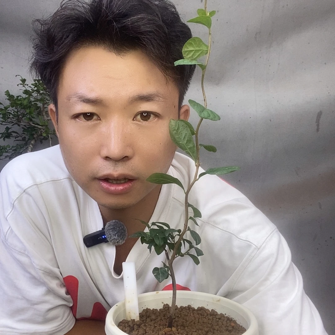 无花朵老鸦柿姬小町大苗