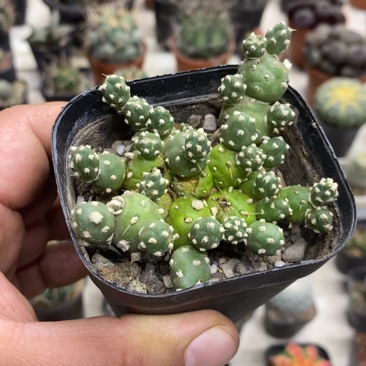 罗西安娜特价福利