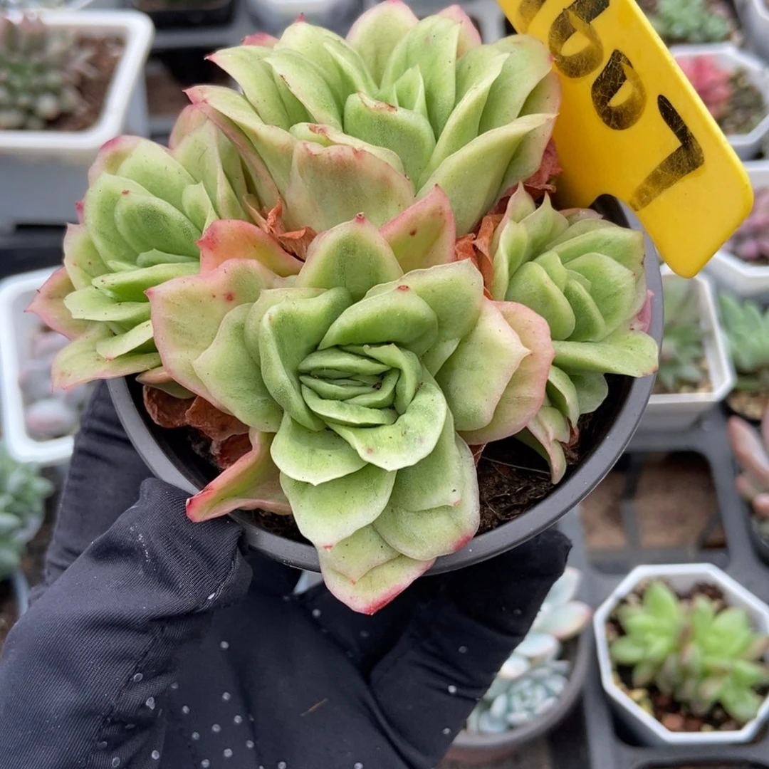 1607冰玫瑰锦多肉植物