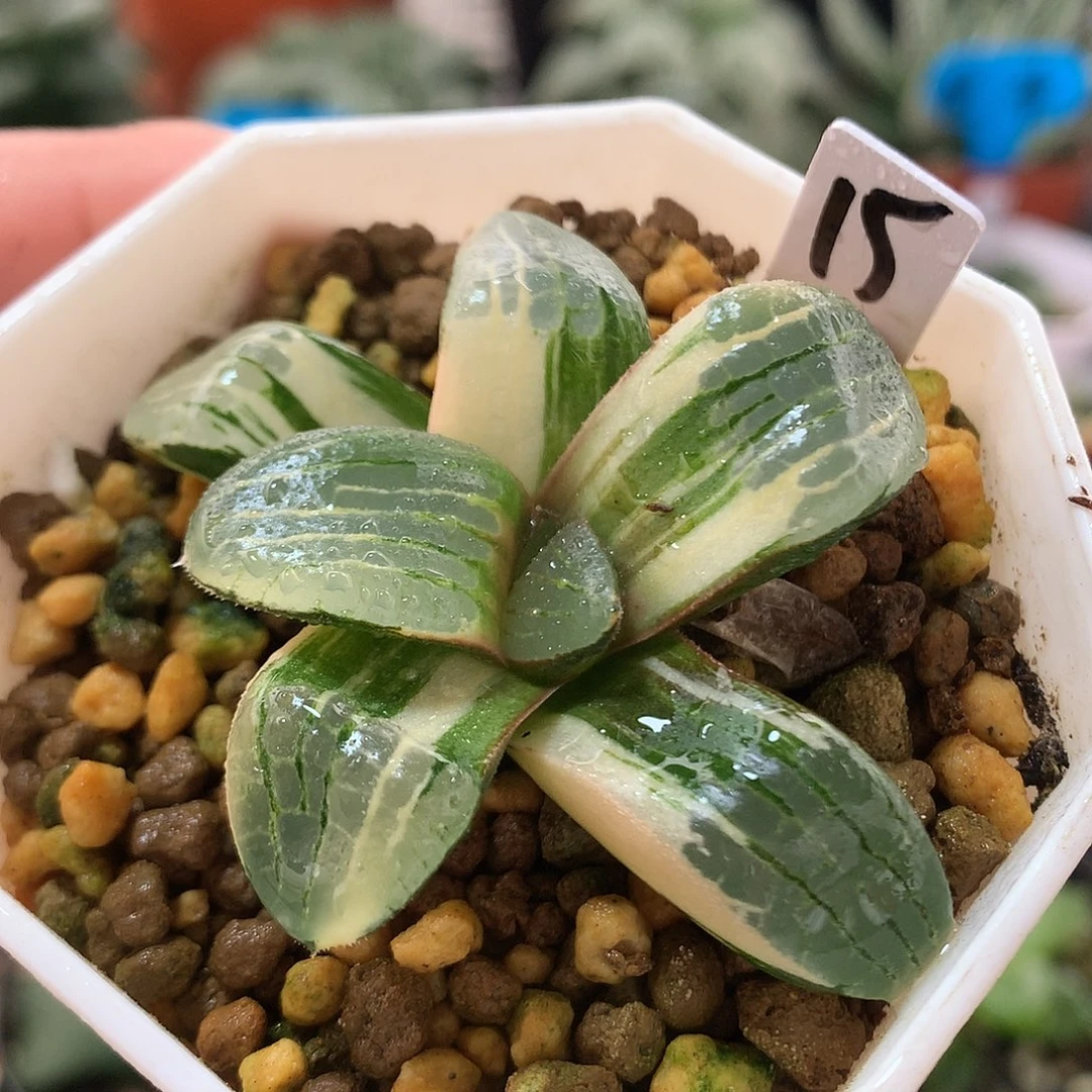 15号史扑寿锦带盆土