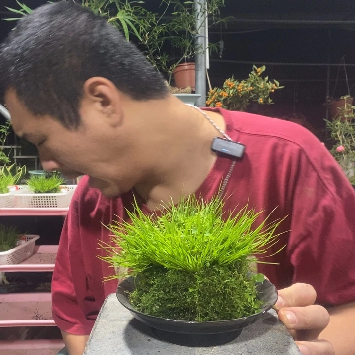 辉***姐以实际为准盆景绿植盆栽193