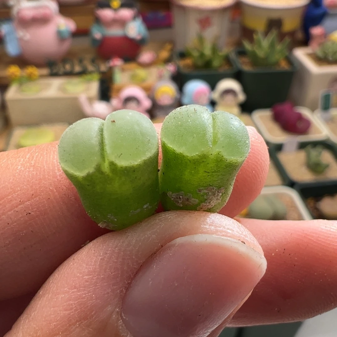 586。1802.84。柏实花园 多肉植物