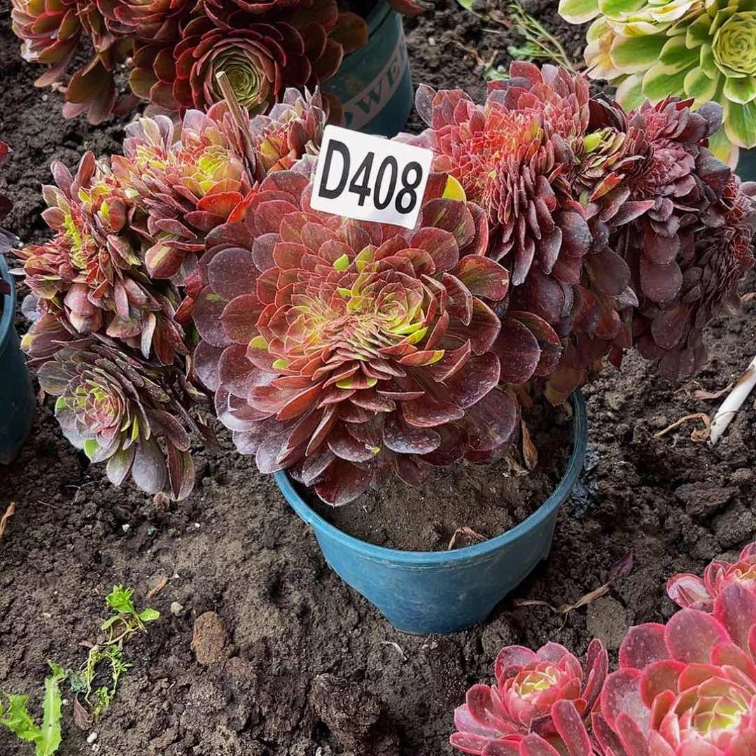 花月夜16///15包邮