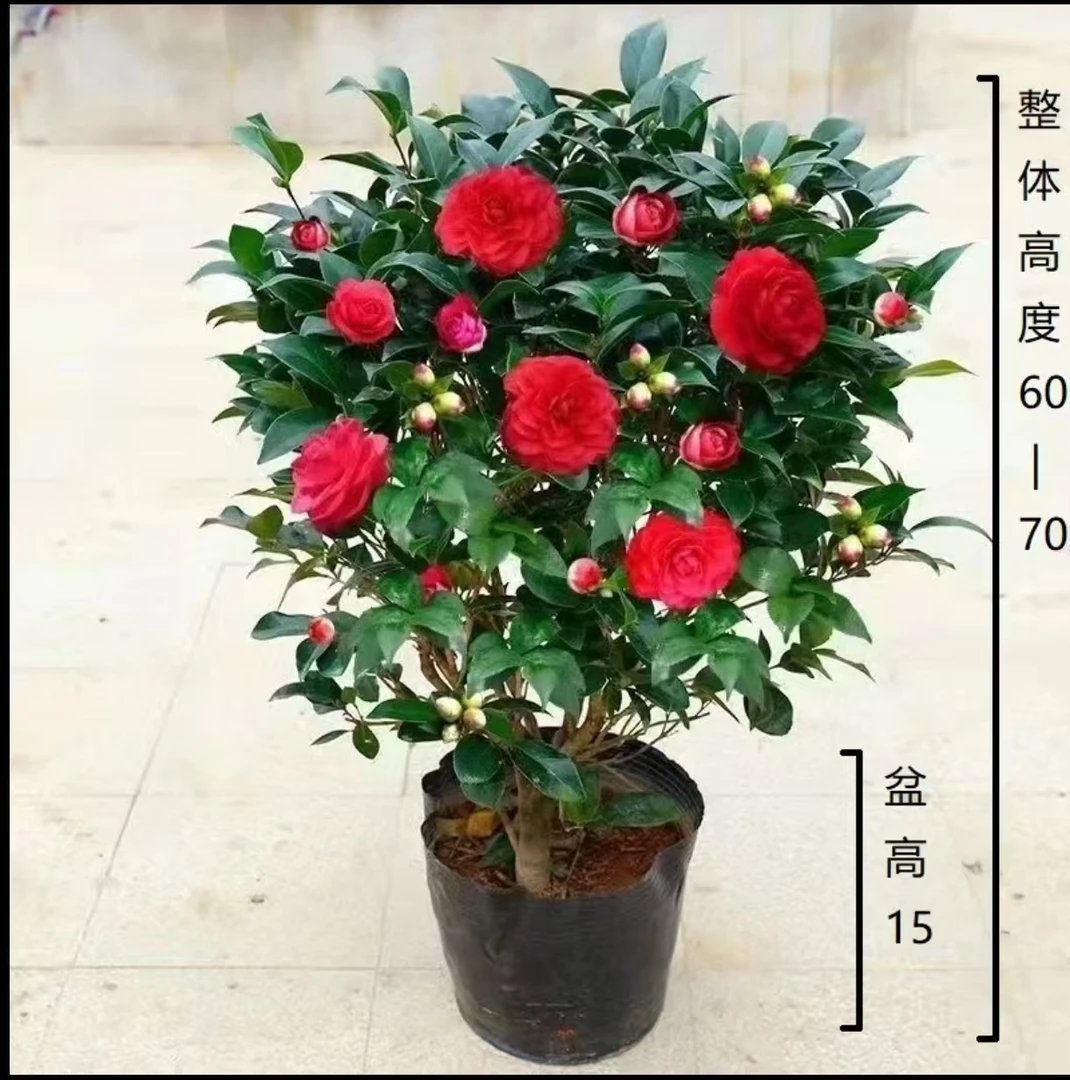 【60-70cm】红赤丹茶花盆栽带白盆带花苞室内花卉四季阳台绿植YAY