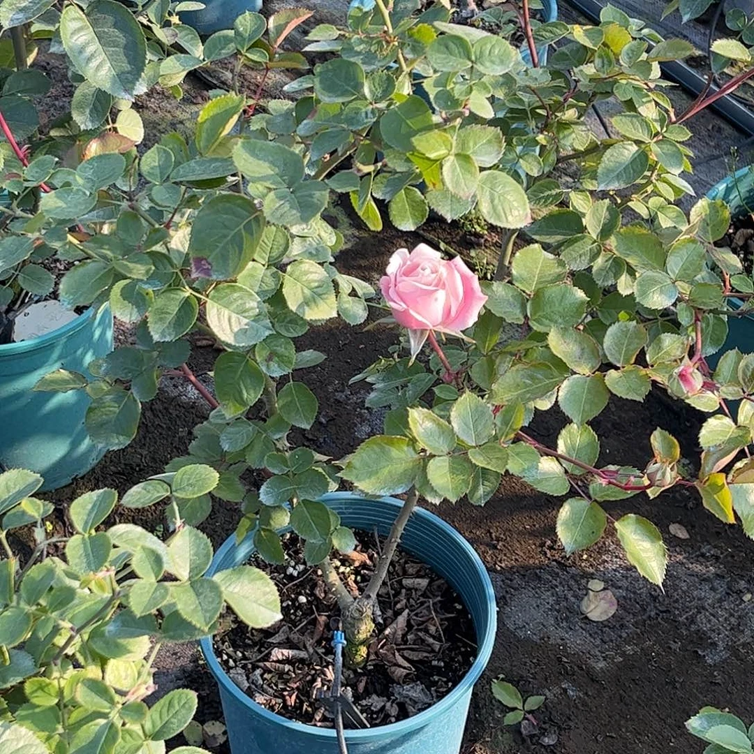 无花朵姆奇亚小姐，1.8加仑土球发货