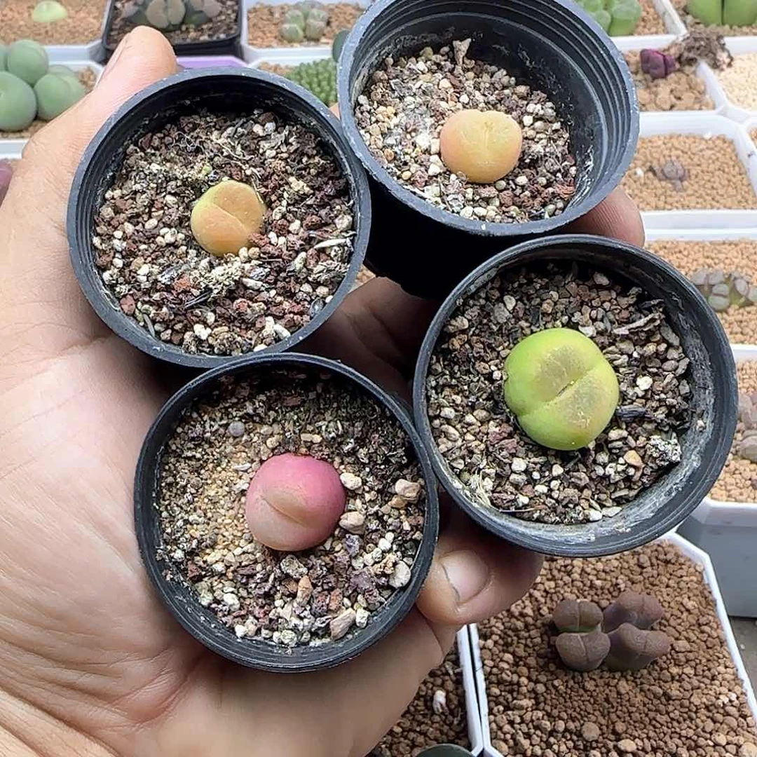 开播福利来啦41386