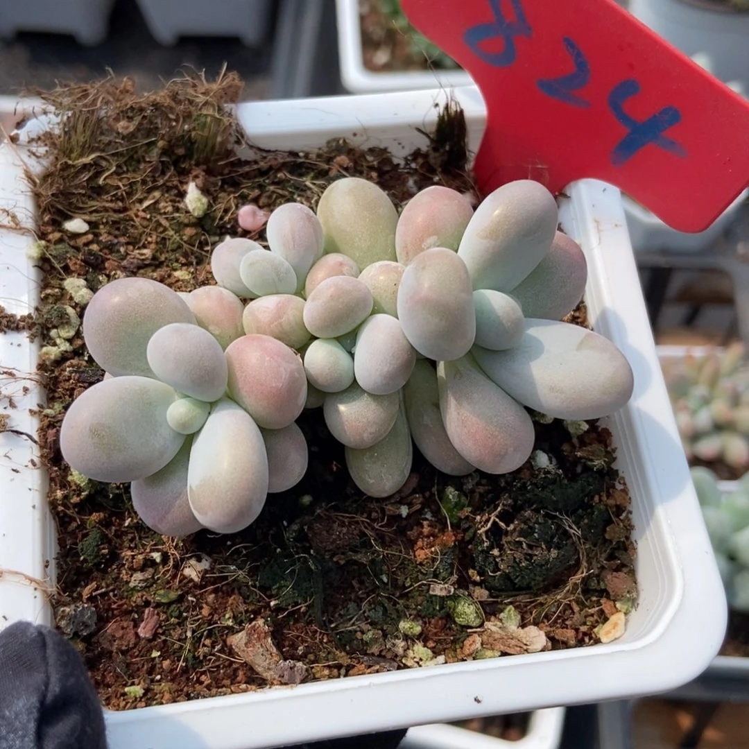824彩虹奶多肉植物保护