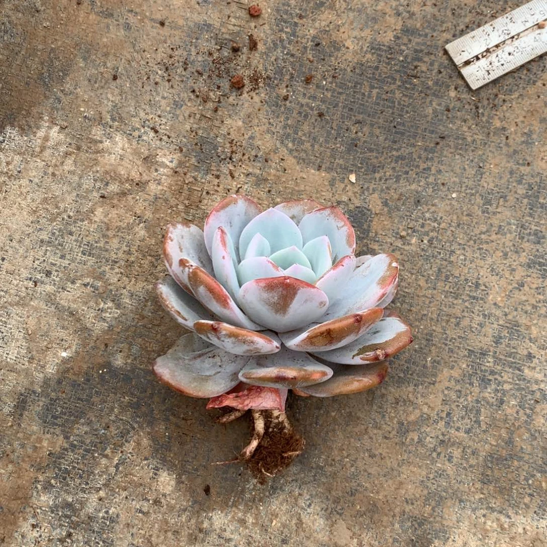 雯***子我们的产品也越来越难