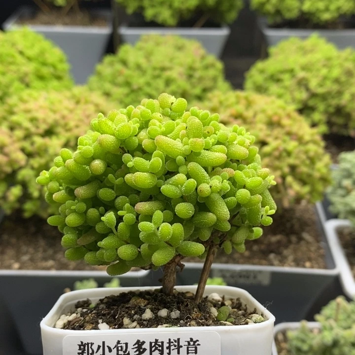 蜜橘糖球7038枝干番杏