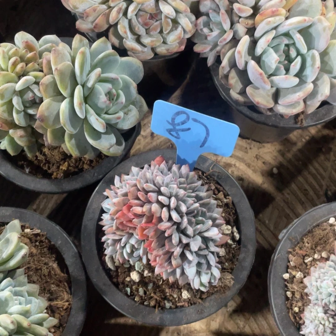 童***星影缀化多头群生87