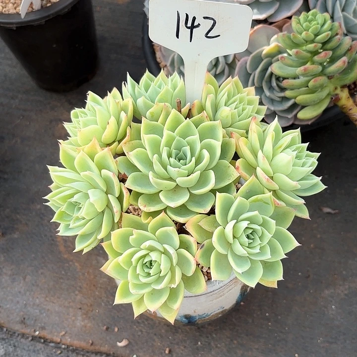 多肉植物，三色景142号