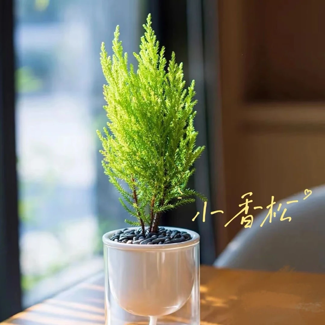 【小香松】柠檬香盆栽庭院绿植净化空气四季常青室内外桌面植物