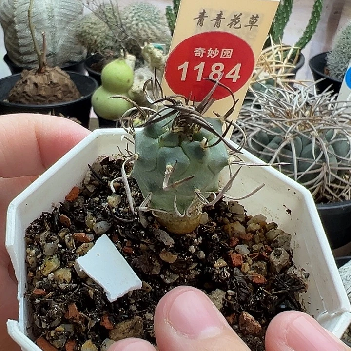 实生优选娇丽一棵仙人球