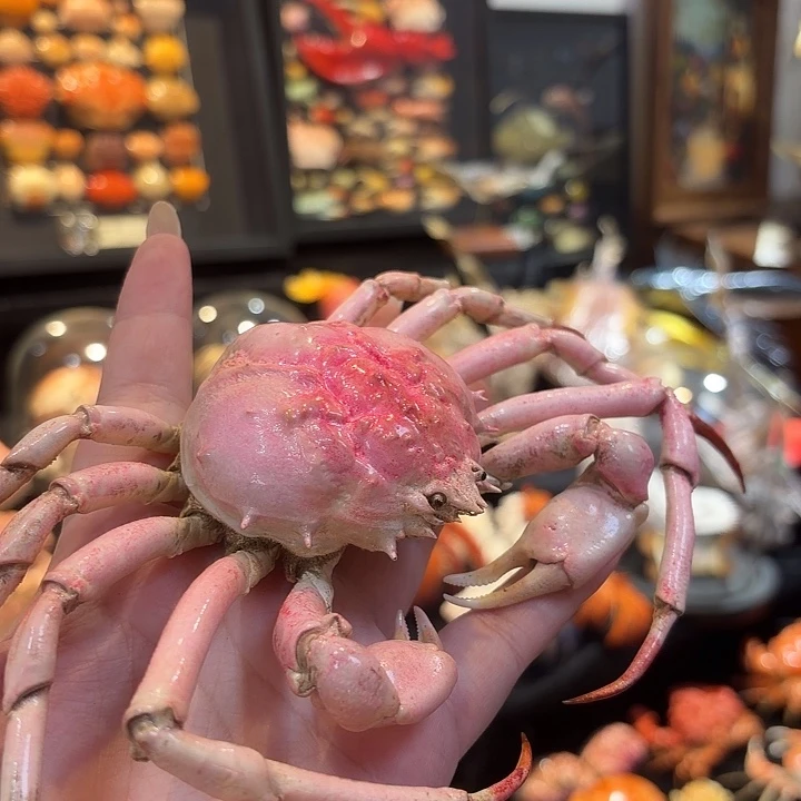 真实比心蟹标本哦