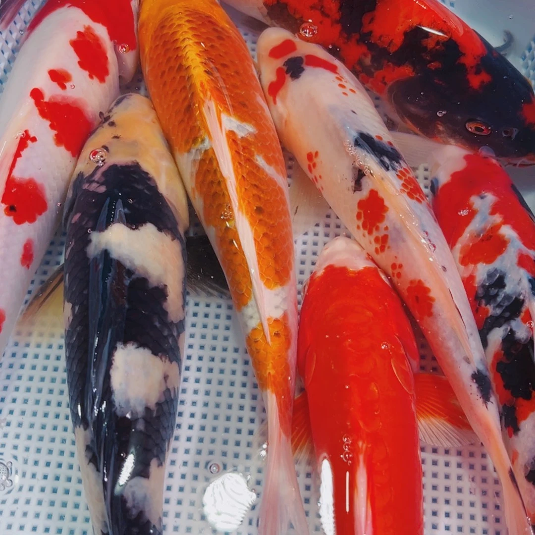 锦鲤锦鲤冷水鱼观赏123