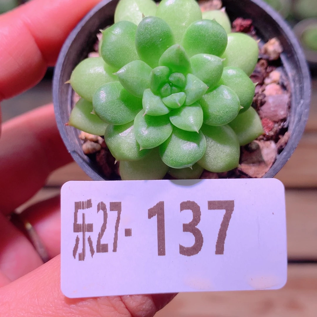 乐然27-137 绿水鬼