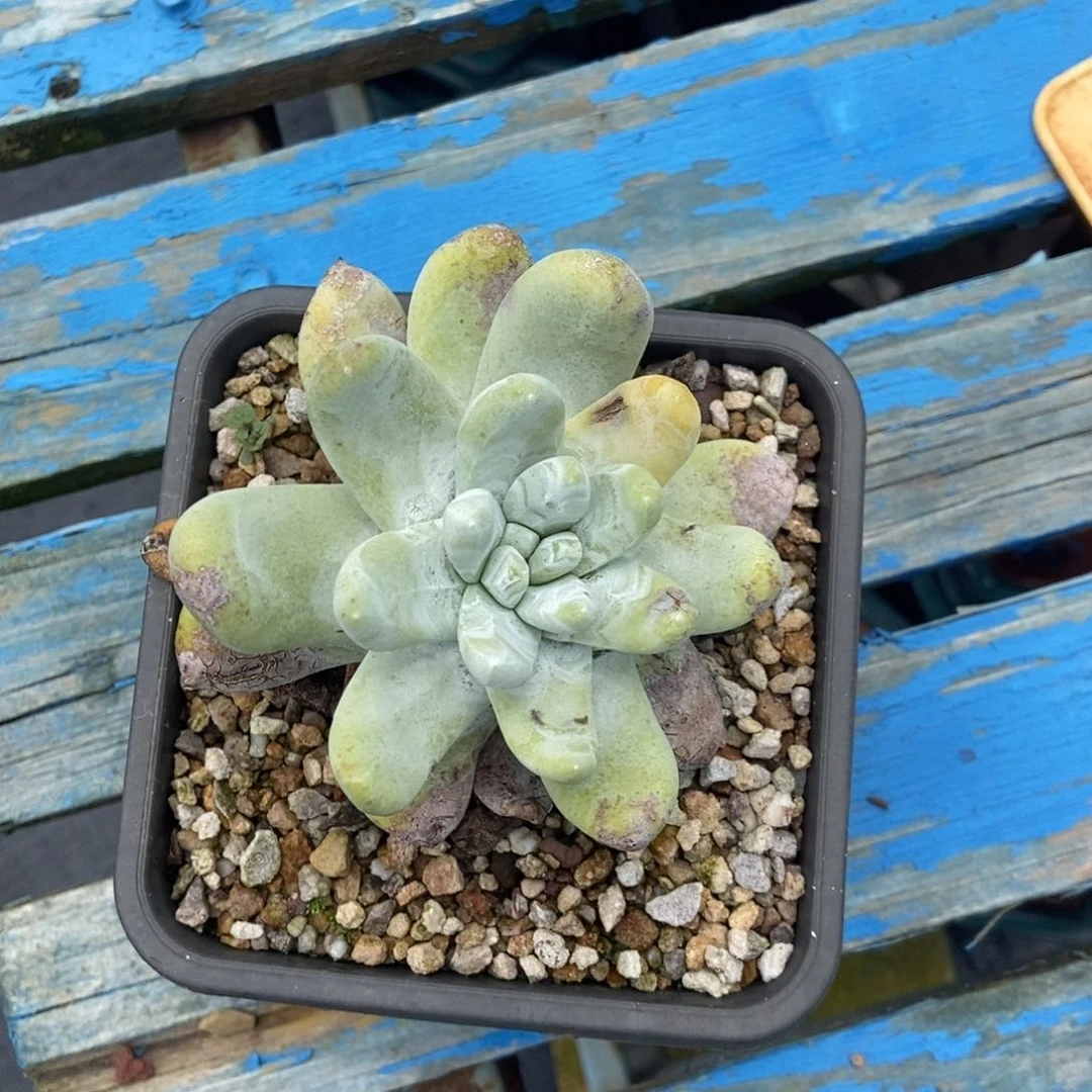 拇指多肉植物啦啦啦啦