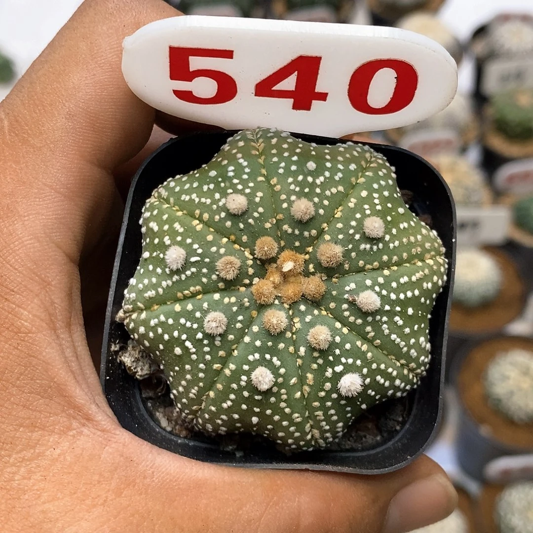 540泰奇福利特价咯打