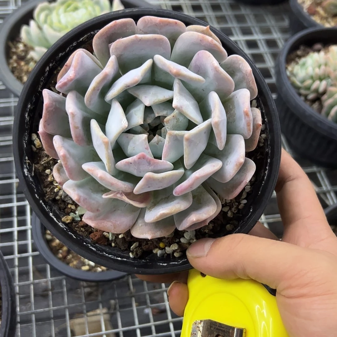 不***谷多肉5 零零多肉植物