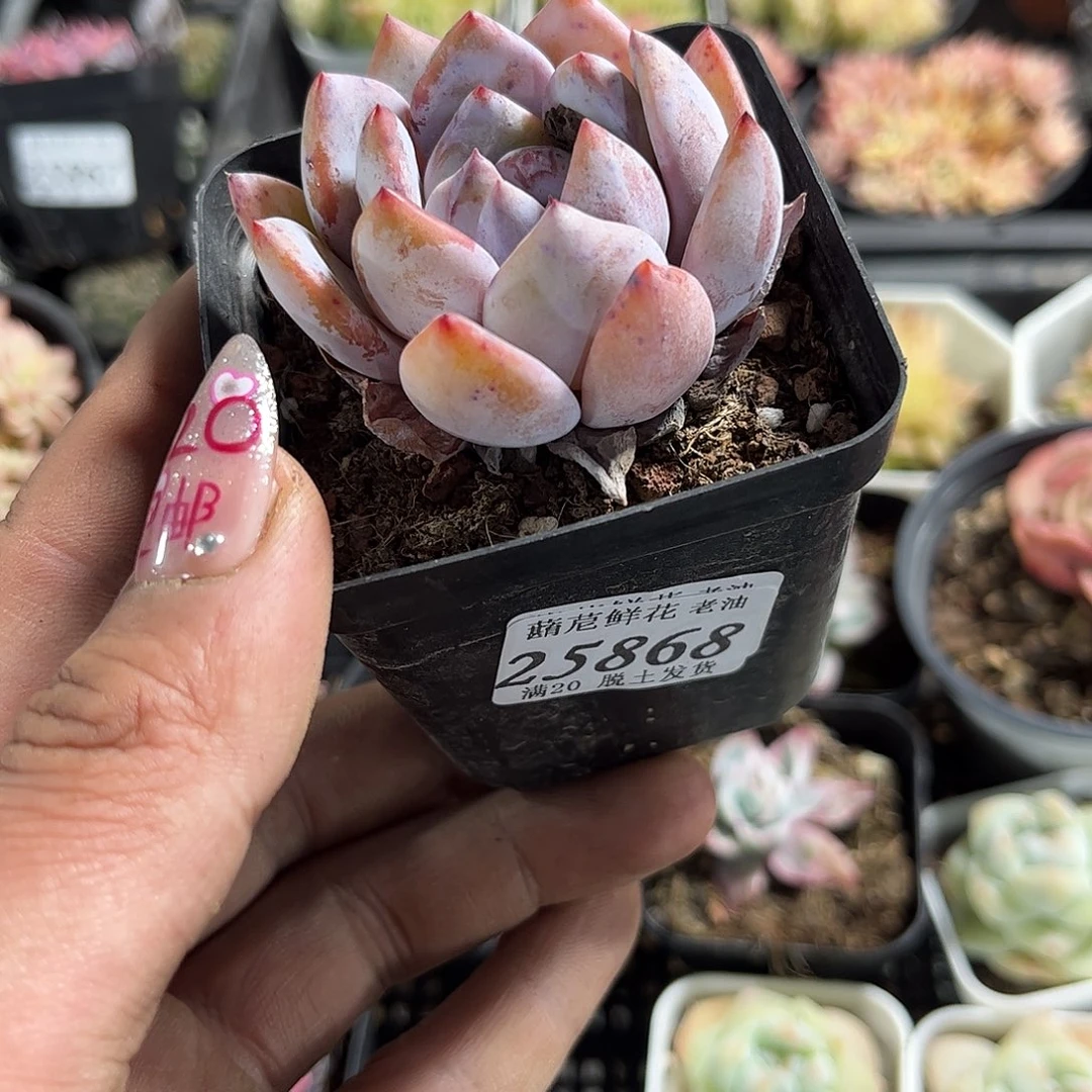 守****?25868一物一拍单头发货