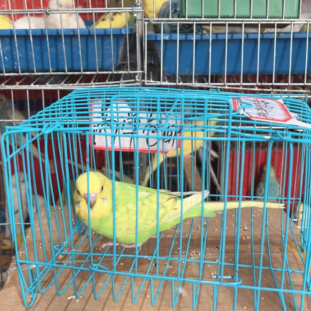 虎皮鹦鹉我的小姐姐们