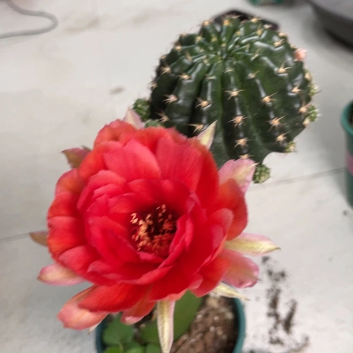 新品丽花奶酪母本一个