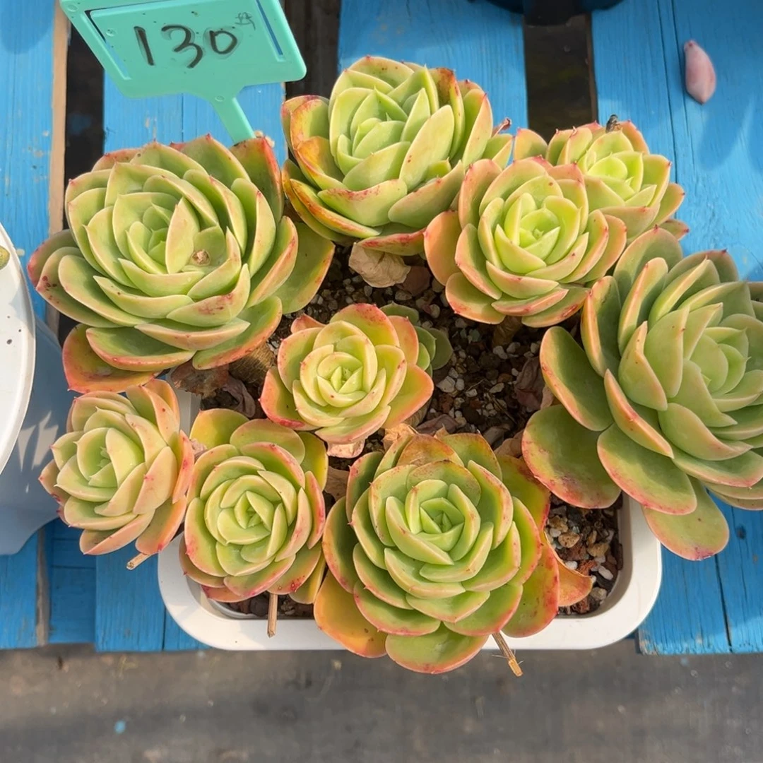 小雨多肉群生星娜塔