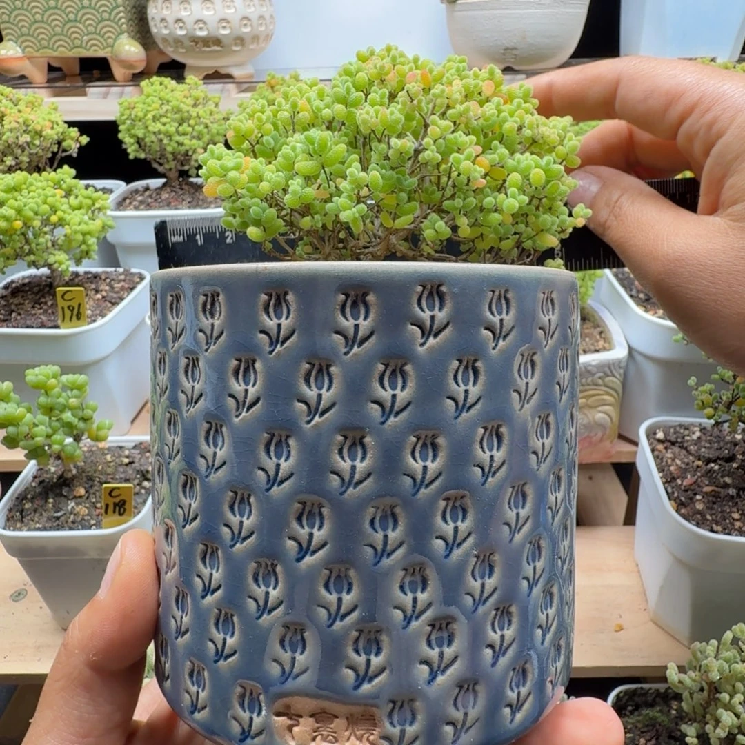 咦***嘿补差价 七里烧8口盆